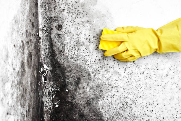 Best Biohazard Mold Removal  in Delta, CO